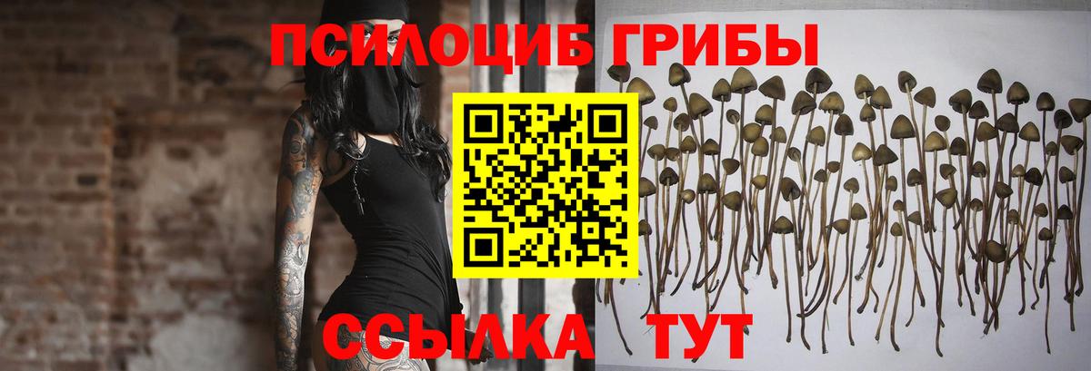 Галлюциногенные грибы Psilocybe Алатырь